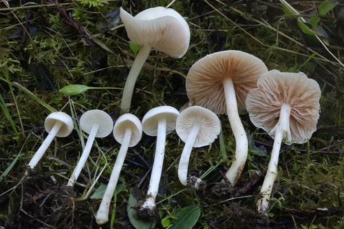 Entoloma adnatifolium (Murrill) Blanco-Dios