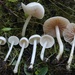 Entoloma adnatifolium - Photo (c) Taye Bright, some rights reserved (CC BY-NC), uploaded by Taye Bright