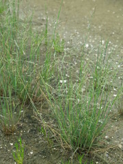 Puccinellia nipponica