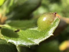Callirhytis perfoveata