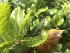 Callirhytis perfoveata