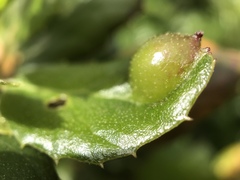 Callirhytis perfoveata