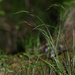 Schizachne purpurascens callosa - Photo 由 V.S. Volkotrub 所上傳的 (c) V.S. Volkotrub，保留部份權利CC BY-NC