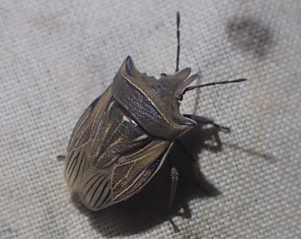 Borrichias
