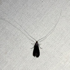 Adela caeruleella