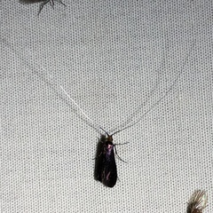 Adela caeruleella