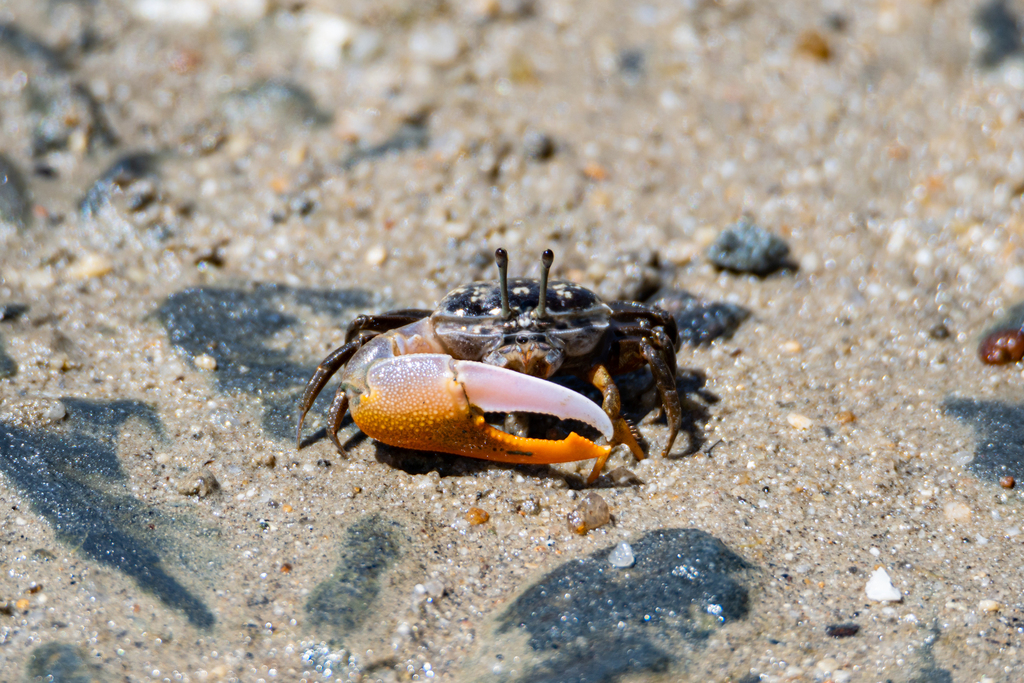 Orange-clawed Fiddler Crab from Newell QLD 4873, Australia on November ...