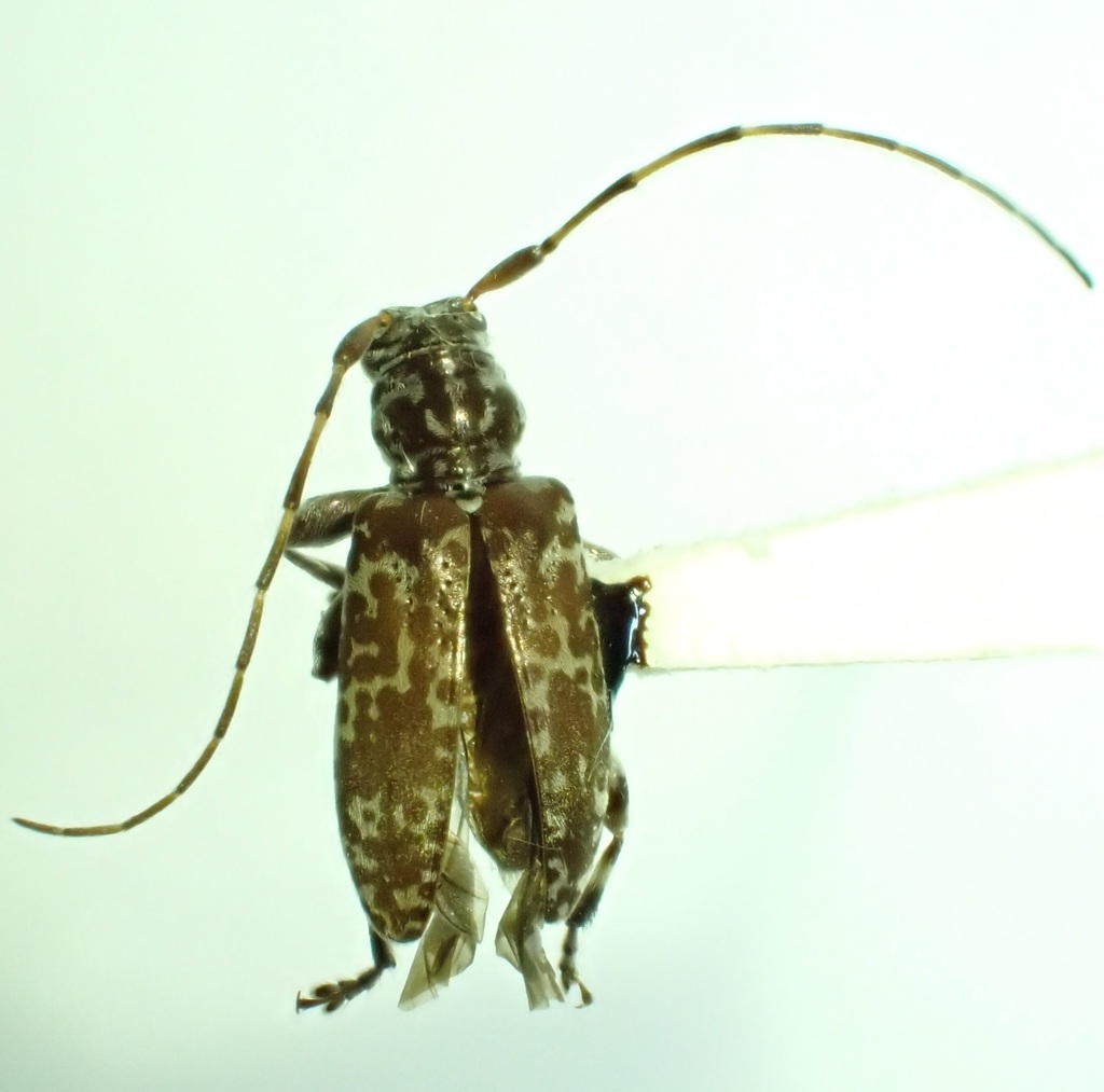Stenellipsis latipennis