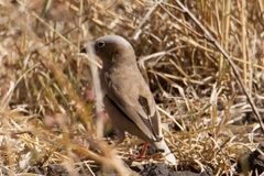 Pseudonigrita arnaudi