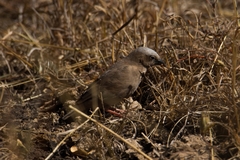 Pseudonigrita arnaudi