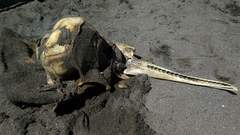 Stenella attenuata