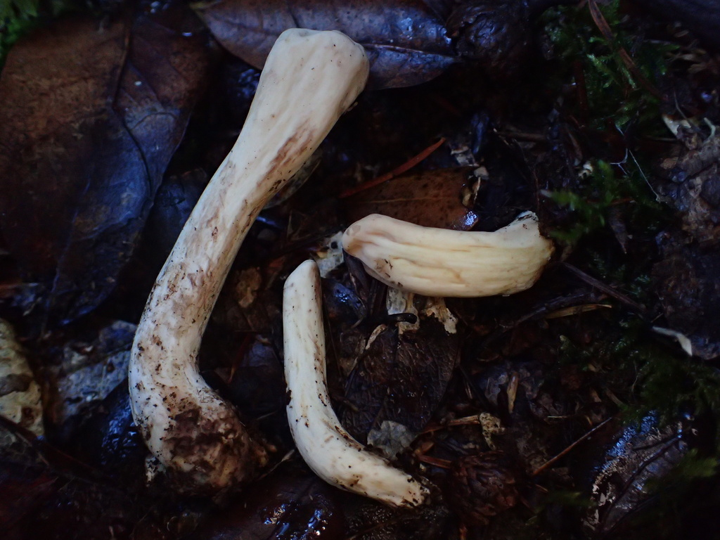 Clavariadelphus sp. 'PNW10'