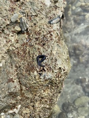 Image of Odontosyllis polycera