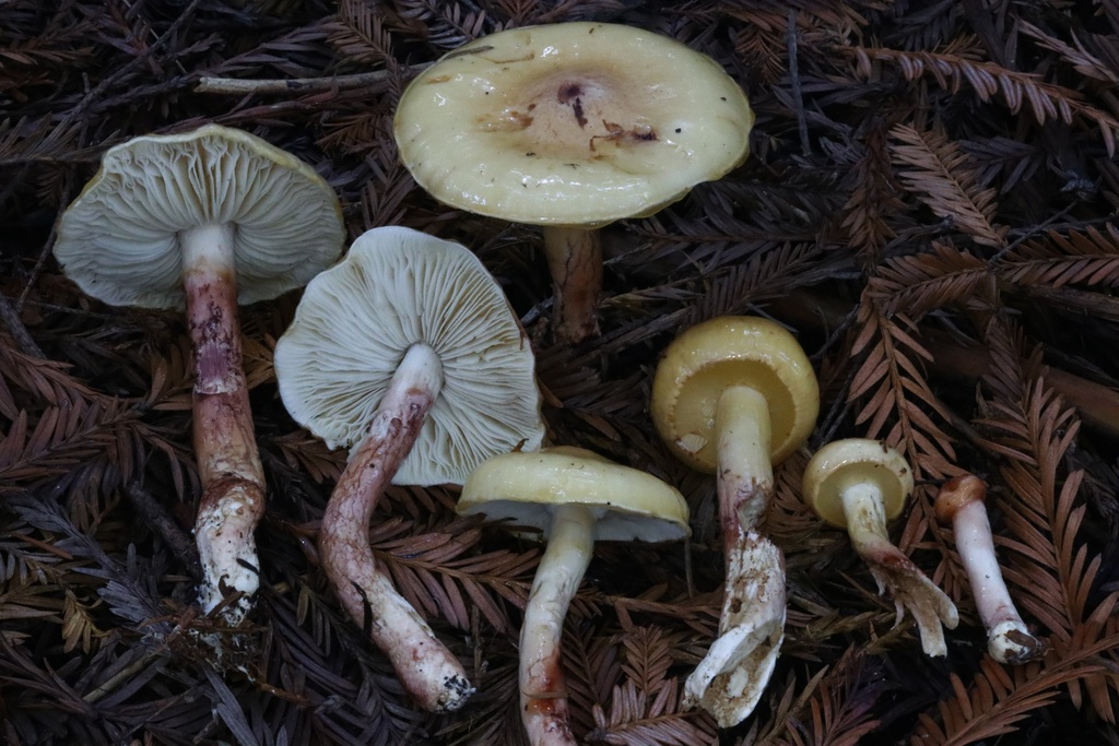 Zhuliangomyces