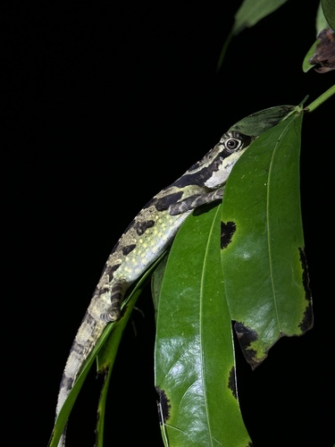 Gonocephalus grandis