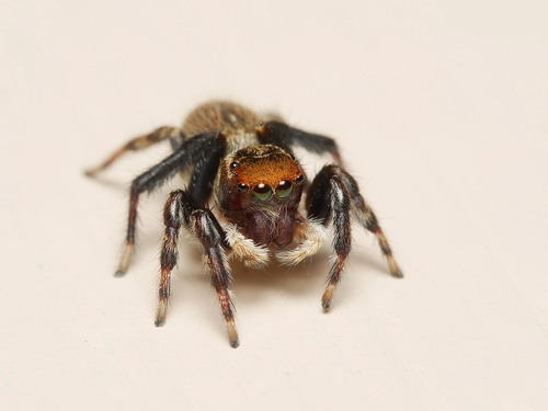White Banded House Jumper