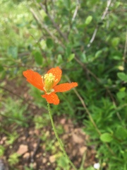 Papaver californicum