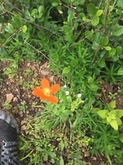 Papaver californicum