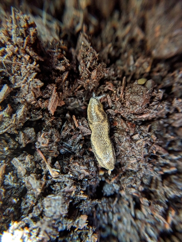 hortensis-group Arion Slugs