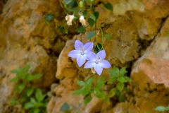 Campanula fragilis fragilis