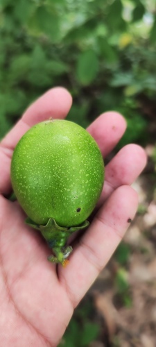 Diospyros nigra