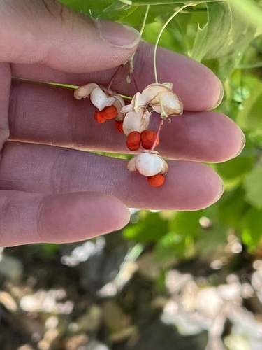 Western Burning Bush fruiting