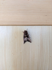 Clavipalpula aurariae