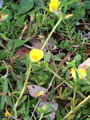 Portulaca lutea
