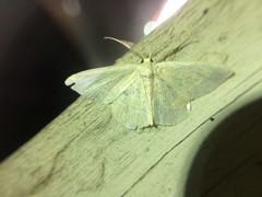 Chlorochlamys chloroleucaria