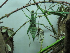 Heteropteryx dilatata