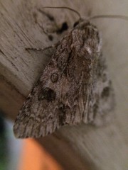 Acronicta rubricoma