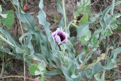 Tragopogon marginifolius
