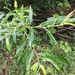 Salix eriocephala - Photo (c) Zack Harris, algunos derechos reservados (CC BY-NC), subido por Zack Harris