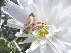 Heliolonche carolus