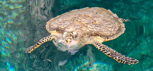 Hawksbill Turtle