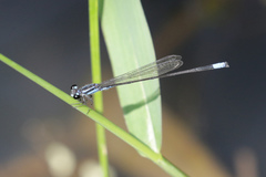 Acanthagrion trilobatum