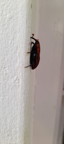 Red palm weevil