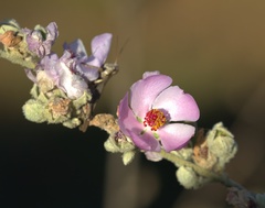 Malacothamnus davidsonii, photograph (c) nmoorhatch, some rights reserved (CC BY)