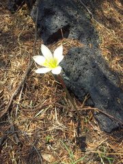Zephyranthes sessilis