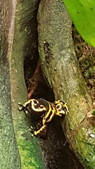 Dendrobates