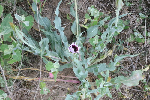 Tragopogon marginifolius