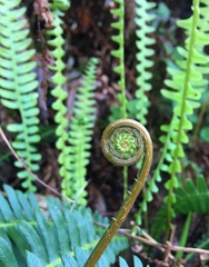 Blechnum spicant