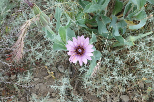 Tragopogon marginifolius
