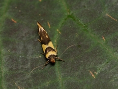 Macrobathra chrysotoxa