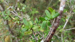 Coprosma colensoi