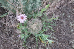 Tragopogon marginifolius