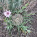 Tragopogon marginifolius - Photo (c) Оlga Сhernyagina, algunos derechos reservados (CC BY-NC), subido por Оlga Сhernyagina