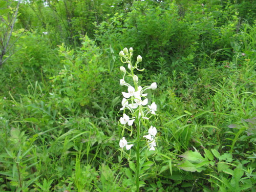 Habenaria linearifolia iNat (1)