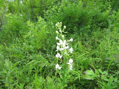 Habenaria linearifolia