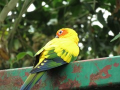 Aratinga solstitialis